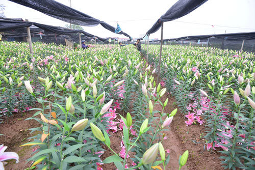 Hà Nội: Hoa ly nở sớm, dân lo không có hoa bán Tết - 1