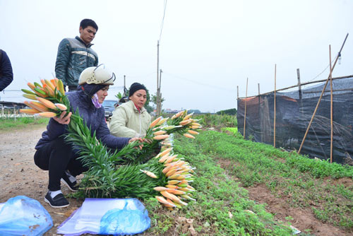 Hà Nội: Hoa ly nở sớm, dân lo không có hoa bán Tết - 11