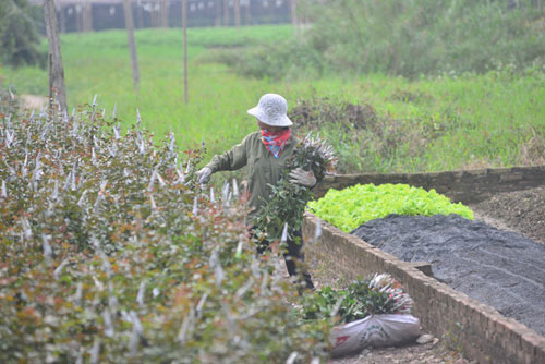 Hà Nội: Hoa ly nở sớm, dân lo không có hoa bán Tết - 12