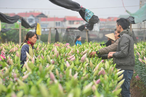 Hà Nội: Hoa ly nở sớm, dân lo không có hoa bán Tết - 3