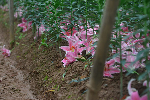 Hà Nội: Hoa ly nở sớm, dân lo không có hoa bán Tết - 5