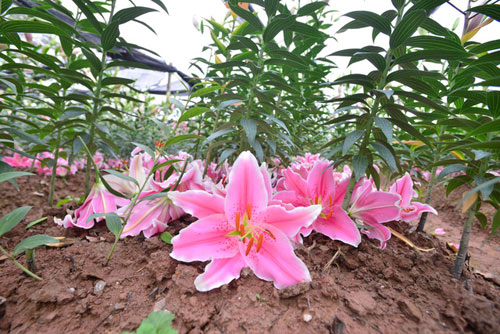 Hà Nội: Hoa ly nở sớm, dân lo không có hoa bán Tết - 6