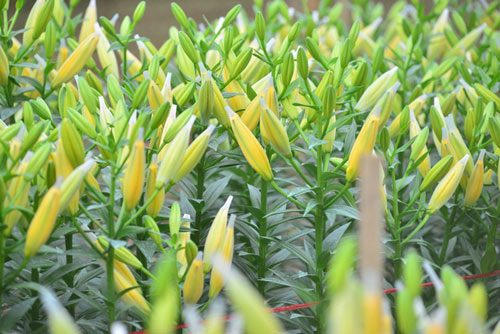 Hà Nội: Hoa ly nở sớm, dân lo không có hoa bán Tết - 8