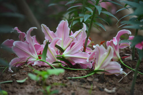 Hà Nội: Hoa ly nở sớm, dân lo không có hoa bán Tết - 9