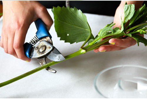 Học cách cắm bình hoa thược dược amp;#34;chuẩn 10 điểmamp;#34; của mẹ Hà thành si mê hoa - 2