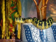 Du lịch - Du khách khóc thét khi đến ngôi đền toàn rắn độc