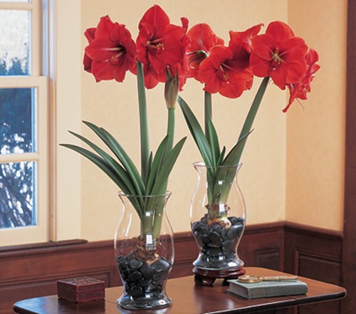 5 loại hoa đẹp mỹ mãn trưng trong nhà ngày tết chỉ người sành hoa mới biết