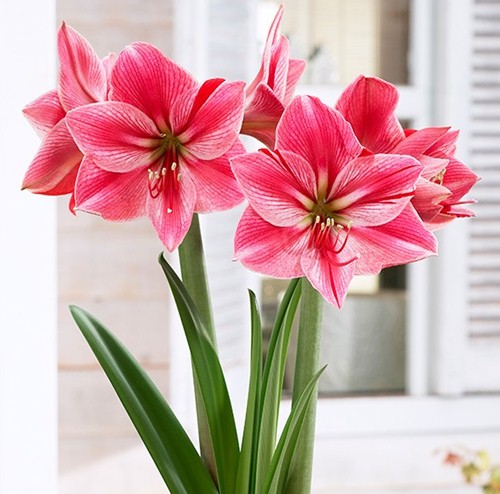 5 loại hoa đẹp mỹ mãn trưng trong nhà ngày tết chỉ người sành hoa mới biết