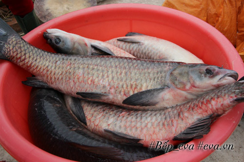 Có gì trong nồi cá kho nức tiếng làng Vũ Đại? - 2