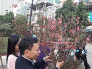 Tin tức - Dân Hà Nội "bói" không ra đào đẹp để chơi Tết