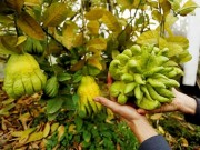 Tin tức - Vì sao cứ đến Tết, người Việt lại đua nhau chọn phật thủ để trưng?
