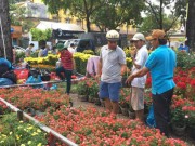 Mua sắm - Giá cả - Sao phải chờ 30 Tết mới mua hoa?