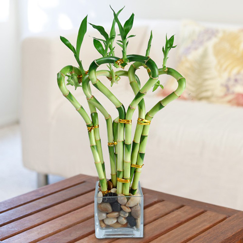 Đầu năm đặt cây tre may mắn trong nhà như thế nào để hút tài lộc như ý muốn? - 1