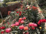 Nhà đẹp - Chị gái đất Quảng chia sẻ bí quyết chăm vườn hồng đa sắc màu ai ngắm cũng ngẩn ngơ