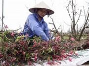 Tin tức - Đào Nhật Tân tấp nập ra chợ trước ngày Rằm tháng Giêng