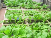 Nhà đẹp - 2 cách trồng rau sạch trong thùng xốp cho những chị em bận rộn