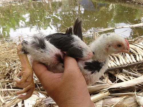 Thực hư thông tin 1 phụ nữ thiệt mạng vì bị gà mổ - 1