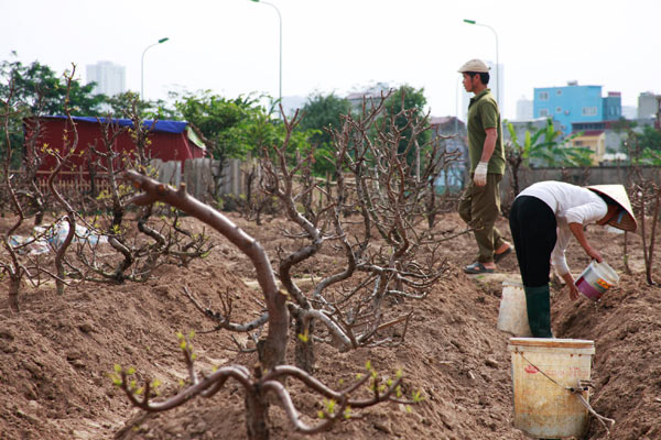 Chưa đến Rằm, nông dân đã tất bật trồng lại đào - 5