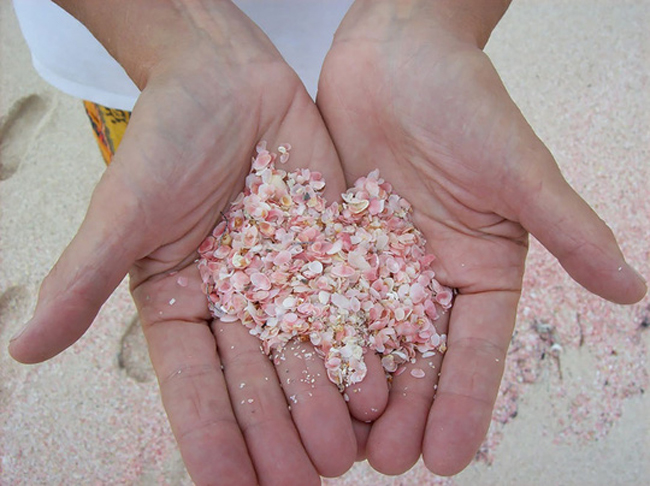 Theo trang Royal Gazette, loài Homotrema rubrum thuộc giống trùng lỗ sở hữu lớp vỏ màu đỏ. Khi chết đi, chúng trôi dạt lên bãi biển và hòa vào lớp cát, tạo ra những bãi biển “hồng” nổi tiếng. Độ đậm nhạt của màu hồng tùy thuộc vào mức độ vi sinh vật dạt vào bãi biển.
