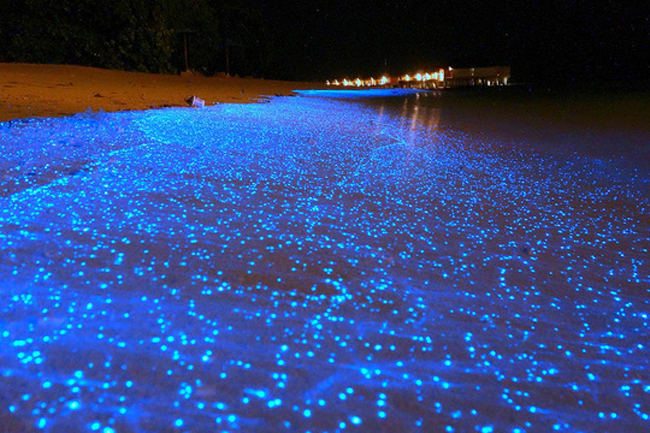 2. Bãi biển lấp lánh như sao đêm: Ánh sáng tuyệt đẹp phát ra từ bãi biển ở Maldives này thực chất bắt nguồn từ những sinh vật phù du phát quang cực nhỏ sống lơ lửng trong nước biển. Loài sinh vật gây ra hiện tượng trên được cho là một loại tảo biển.

