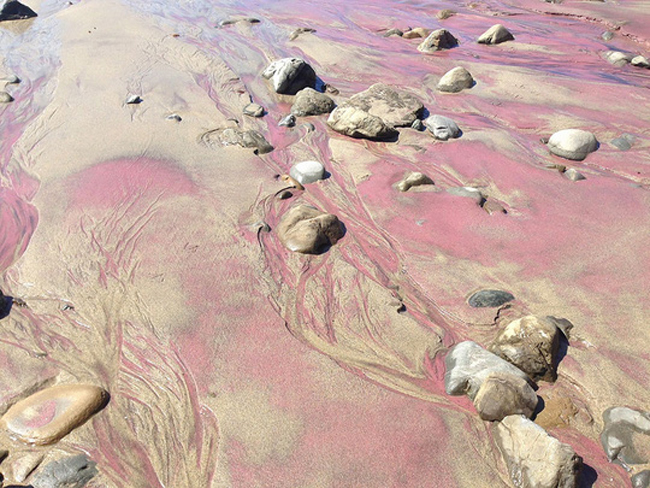 Bãi biển Pfeiffer ở bang California - Mỹ sở hữu những dòng cát chảy màu tím thơ mộng được hình thành bởi đá thạch lựu có chứa mangan xói mòn từ những ngọn đồi xung quanh.
