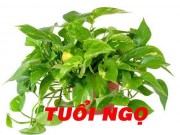 Nhà đẹp - 12 con giáp nên trồng cây gì trong nhà để thu hút tiền bạc, tài lộc?