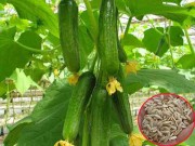 Nhà đẹp - Cách trồng dưa chuột tại nhà sau hơn 1 tháng thu hoạch cả rổ