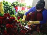 Mua sắm - Giá cả - Hoa hồng Đà Lạt tăng giá gấp 3 lần