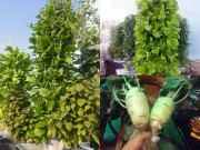 Nhà đẹp - Sài Gòn: Khu vườn sân thượng 1m² thu 40kg rau sạch của anh nông dân thành phố