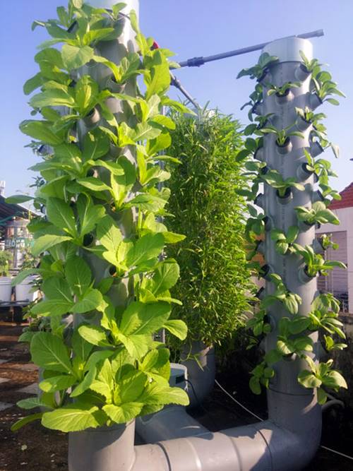 Sài Gòn: Khu vườn sân thượng 1m² thu 40kg rau sạch của anh nông dân thành phố - 7