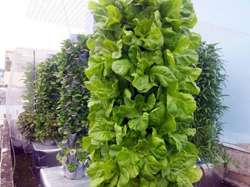 Sài Gòn: Khu vườn sân thượng 1m² thu 40kg rau sạch của anh nông dân thành phố - 10