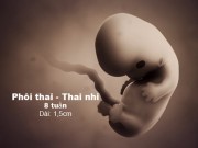 Bà bầu - Mẹ sẽ không tiếc khi xem những hình ảnh quá "chất" về sự lớn lên của thai nhi