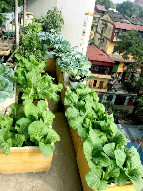 Chồng ngộ độc vì ăn rau sạch siêu thị, 8X xinh đẹp Hà Nội quyết tâm tự trồng rau tại nhà - 10