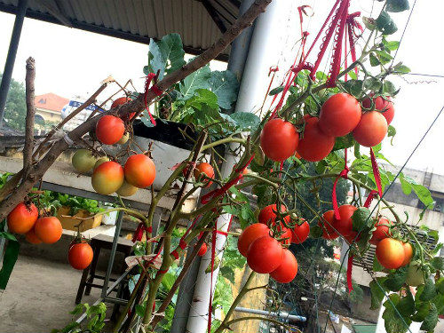 Chồng ngộ độc vì ăn rau sạch siêu thị, 8X xinh đẹp Hà Nội quyết tâm tự trồng rau tại nhà - 2
