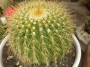 Nhà đẹp - Tuyệt đối không trồng 5 cây mang nhiều xui xẻo, âm khí trong vườn nhà