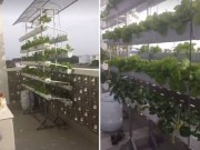 Nhà đẹp - Giàn rau xanh mát mắt ăn mãi chẳng hết của vợ chồng Lý Hải - Minh Hà