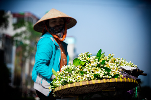 Hà Nội nồng nàn trong hương hoa bưởi tháng hai - 3