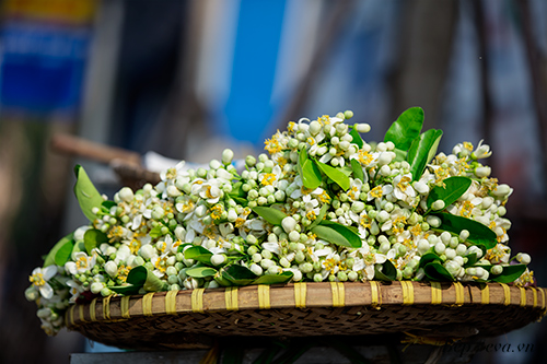 Hà Nội nồng nàn trong hương hoa bưởi tháng hai - 15