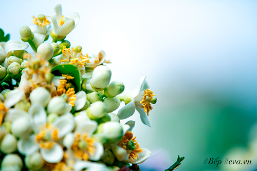 Hà Nội nồng nàn trong hương hoa bưởi tháng hai - 12