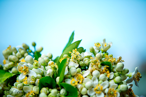 Hà Nội nồng nàn trong hương hoa bưởi tháng hai - 13