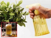 Nhà đẹp - Thực hư việc dùng bia tưới cho cây trồng cho năng suất cao và cây phát triển khỏe mạnh