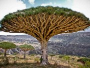 Nhà đẹp - 10 cây đại thụ trên thế giới đẹp không tưởng khiến bạn muốn "xách balo lên và đi"