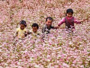 Du lịch - Khám phá những vùng hoa tam giác mạch đẹp nhất Việt Nam