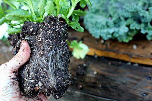 Cách trồng và chăm sóc hoa Păng-xê từ hạt cho hoa nở đẹp như vẽ - 3