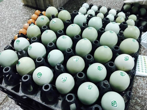 Các loại trứng gà được nhiều chị em săn lùng dù giá amp;#39;chátamp;#39; - 1