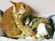 Tin tức - Chú mèo nổi tiếng nhất mạng xã hội vì biết chăm “vợ vượt cạn"