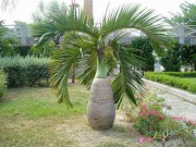 Nhà đẹp - 5 loại cây nên trồng trước nhà để sinh tài lộc, xua tà khí