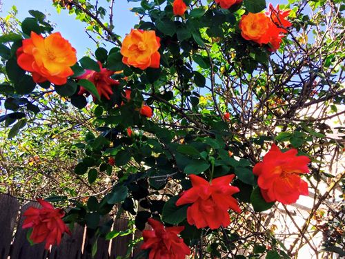 Ngưỡng mộ 3 sao nữ việt có vườn nhà bên mỹ vừa rộng vừa nhiều rau củ hoa trái