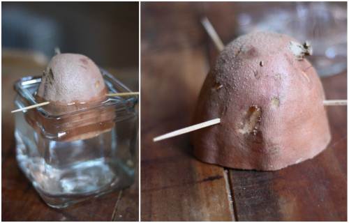 Cách trồng khoai lang trong túi đất sét với mầm từ khoai tây - 3