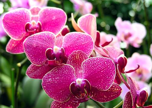 10 loài hoa đẹp nhất thế giới đã ngắm là không thể rời mắt